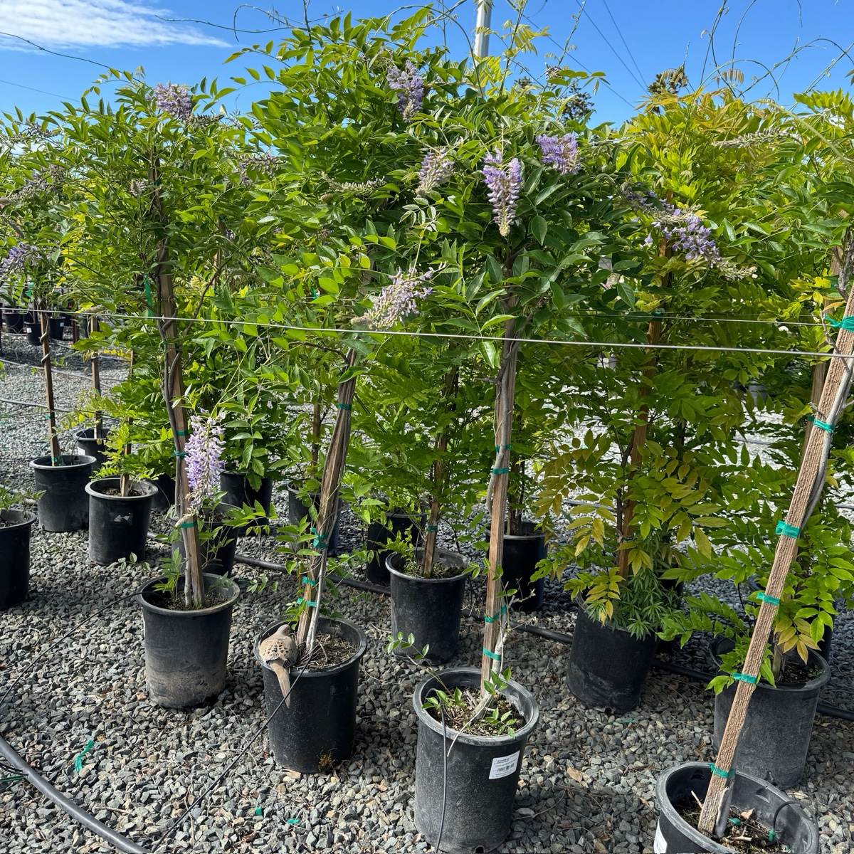 Blue Moon Kentucky Wisteria