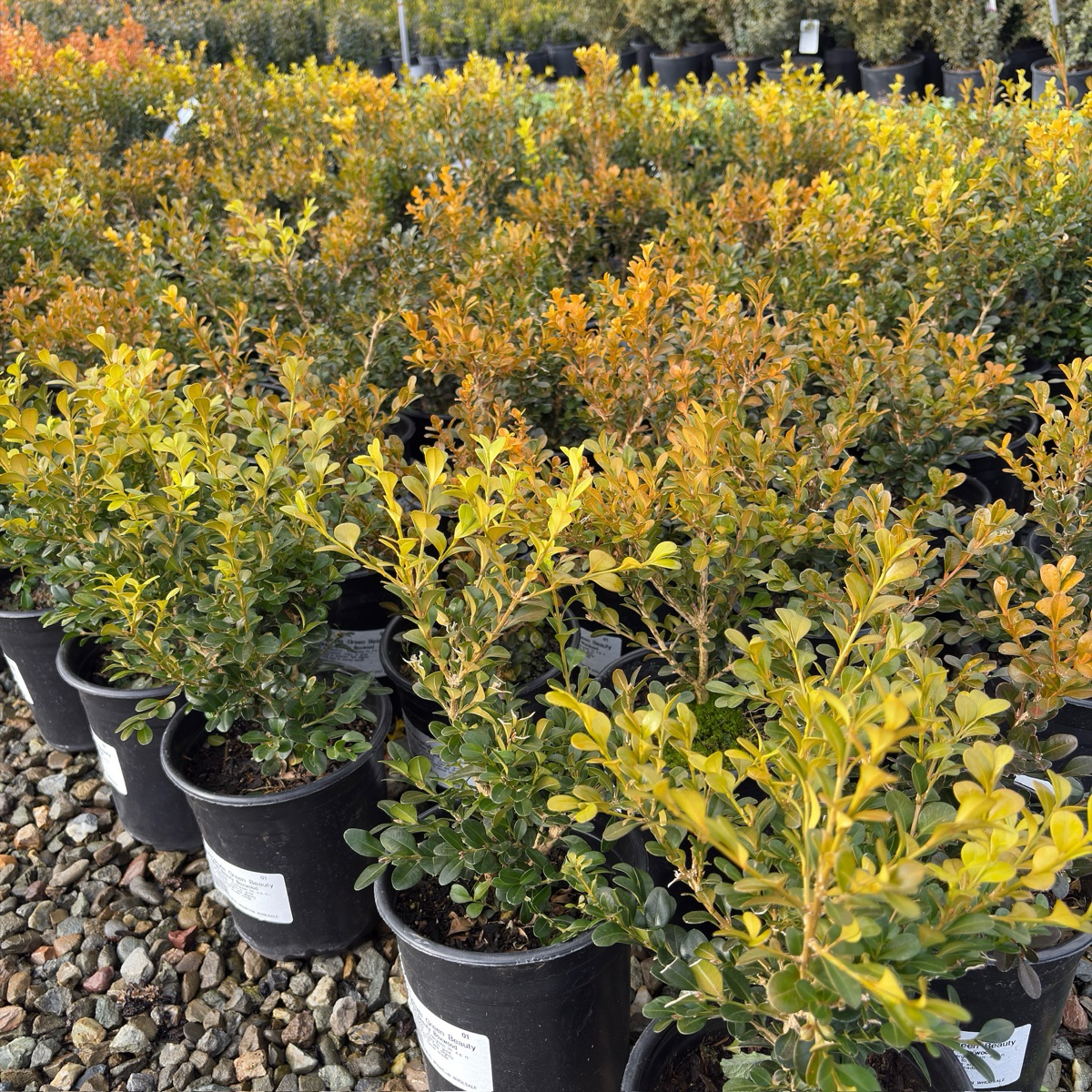 Green Beauty Boxwood