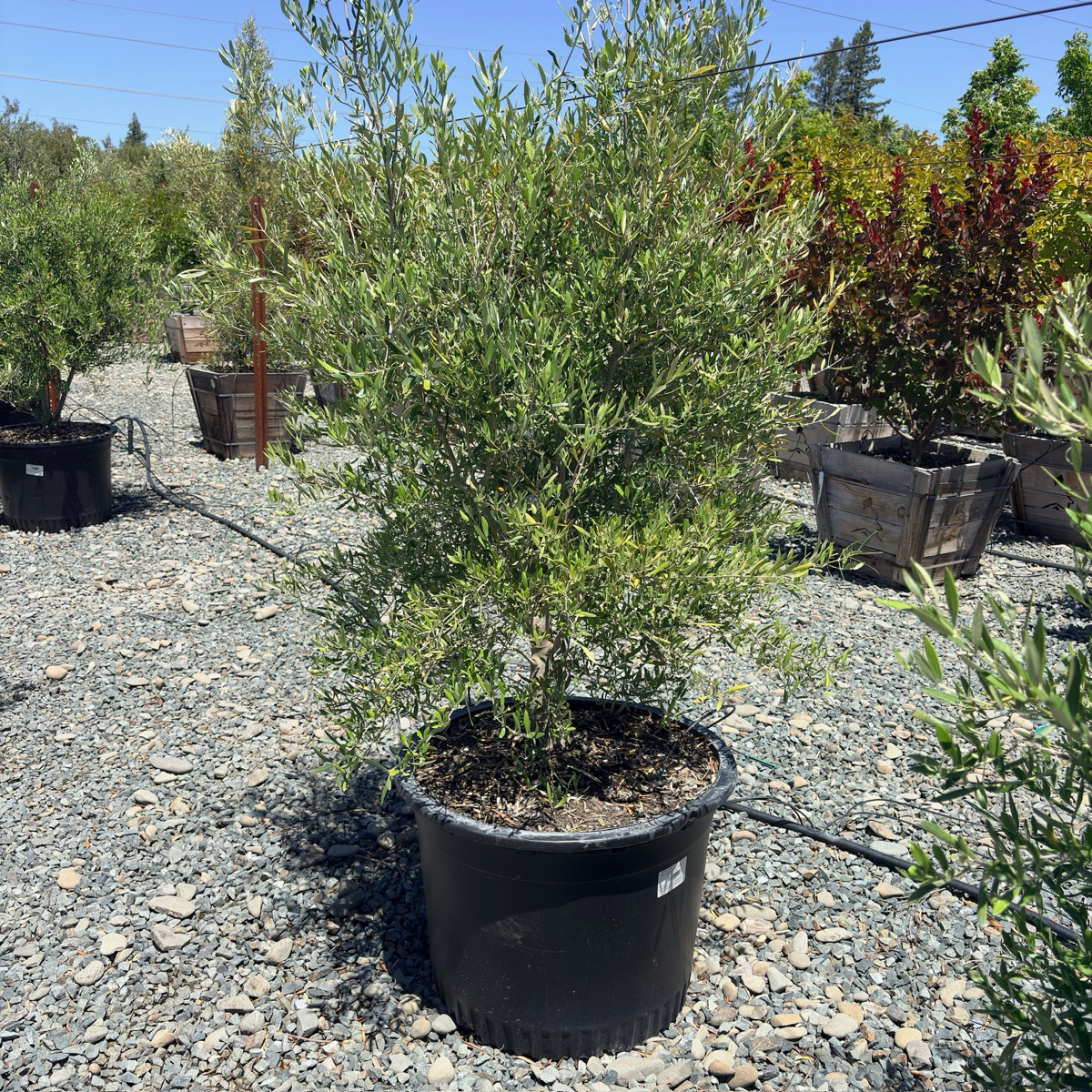 Majestic Beauty Olive Tree