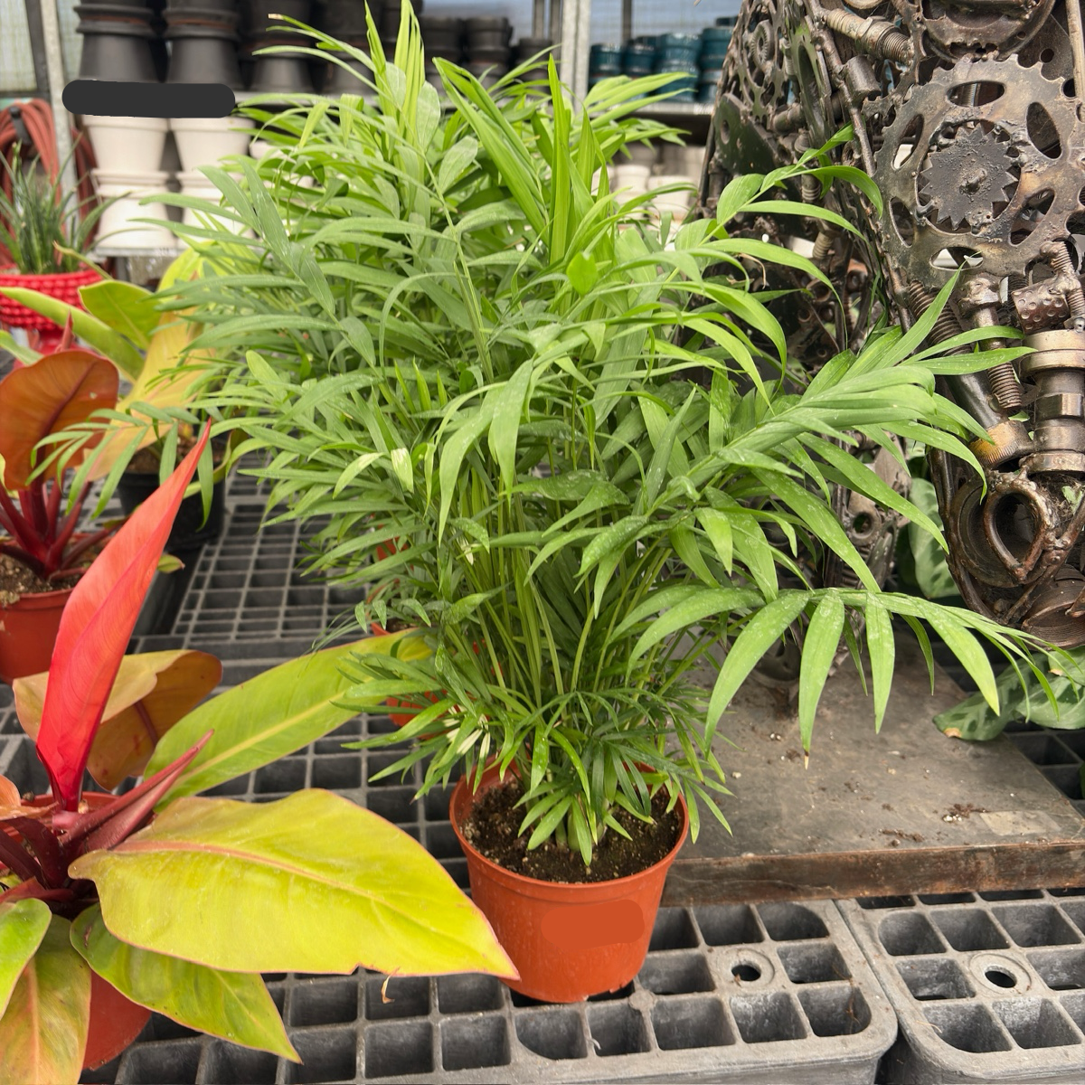 hirt's victorian parlor palm chamaedorea 4 pot live plant Parlor Palm Neanthe Bella Palm