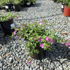 Bacopa