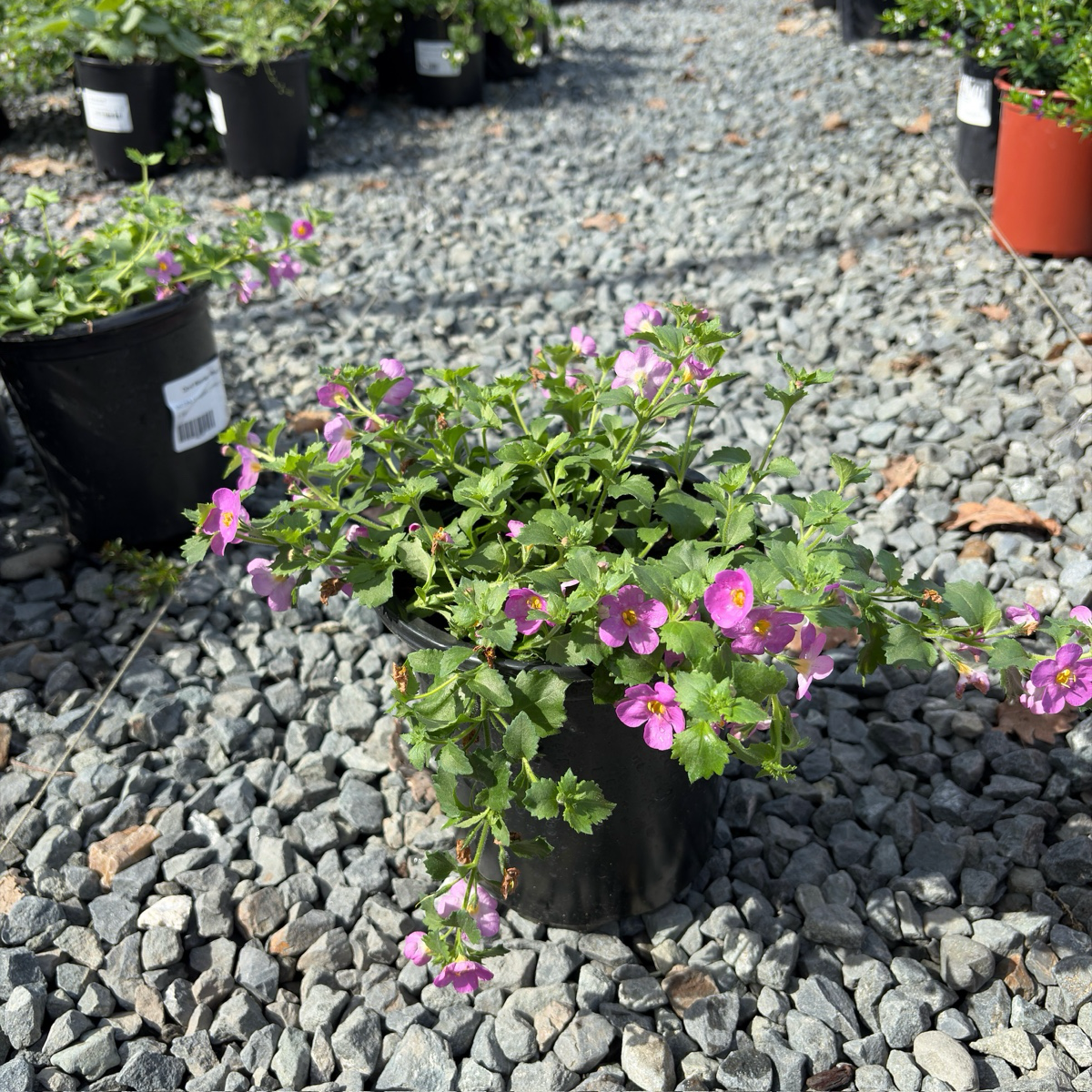 Bacopa