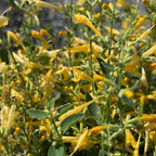 Summerlong Lemon Mexican Giant Hyssop