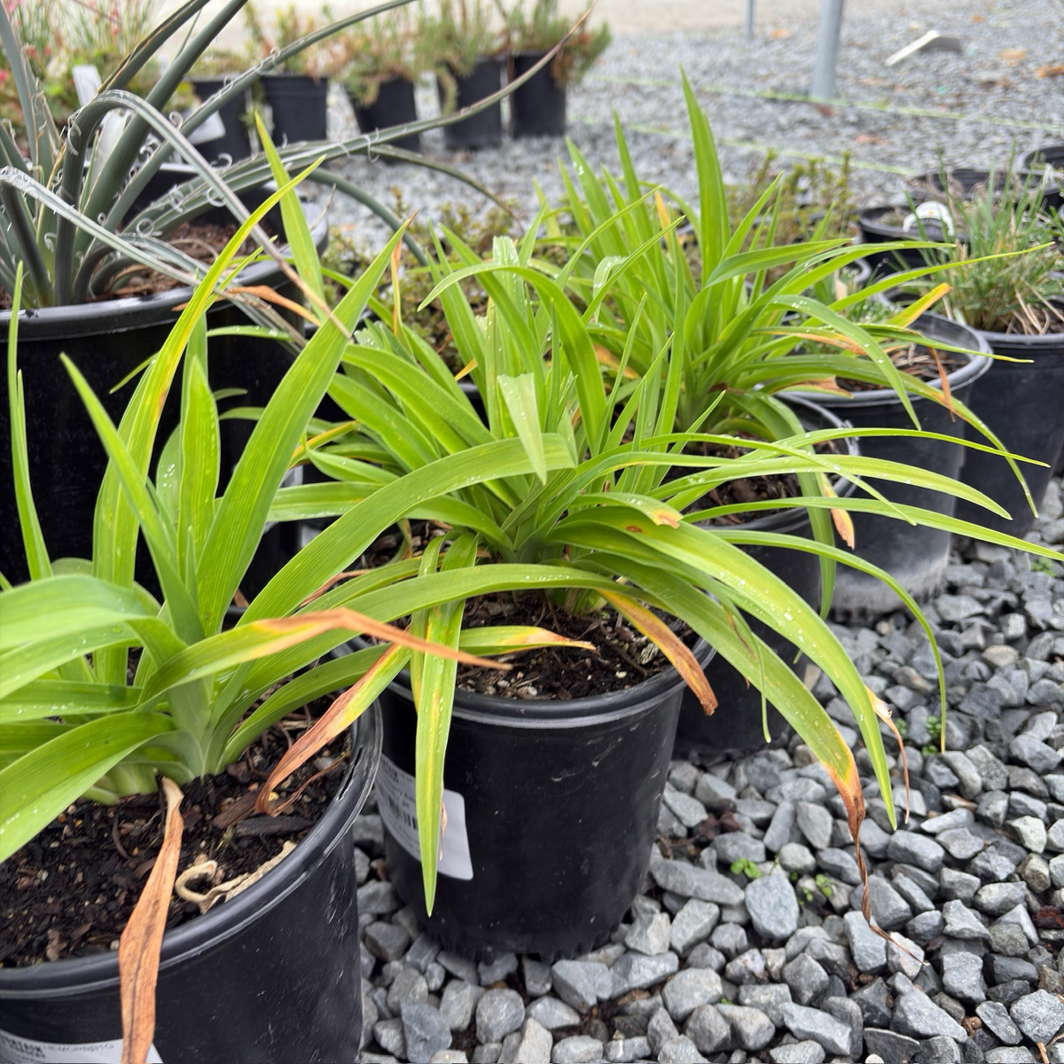 Cranberry Baby Daylily