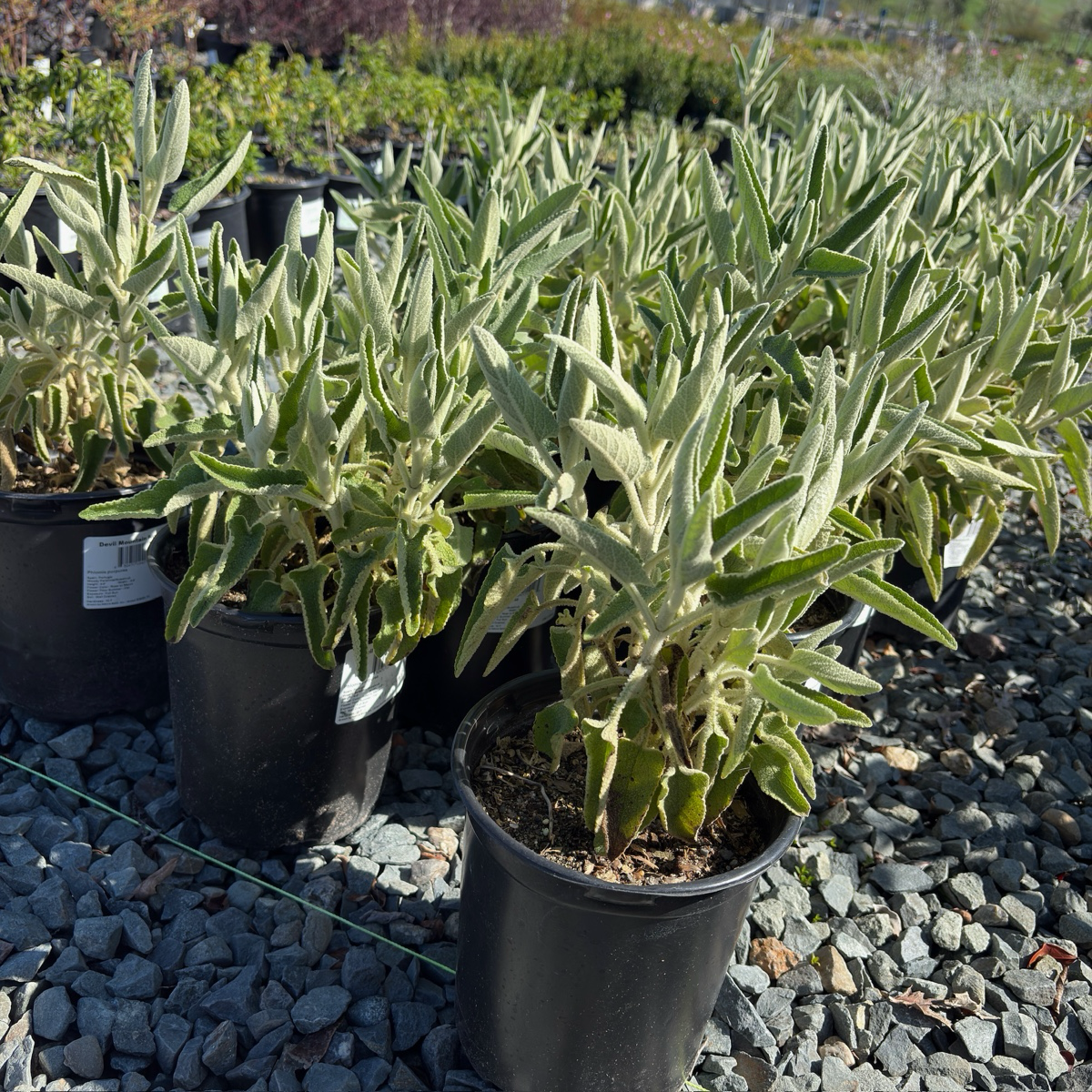 Purple Jerusalem Sage