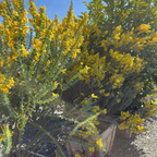 Knifeleaf Acacia