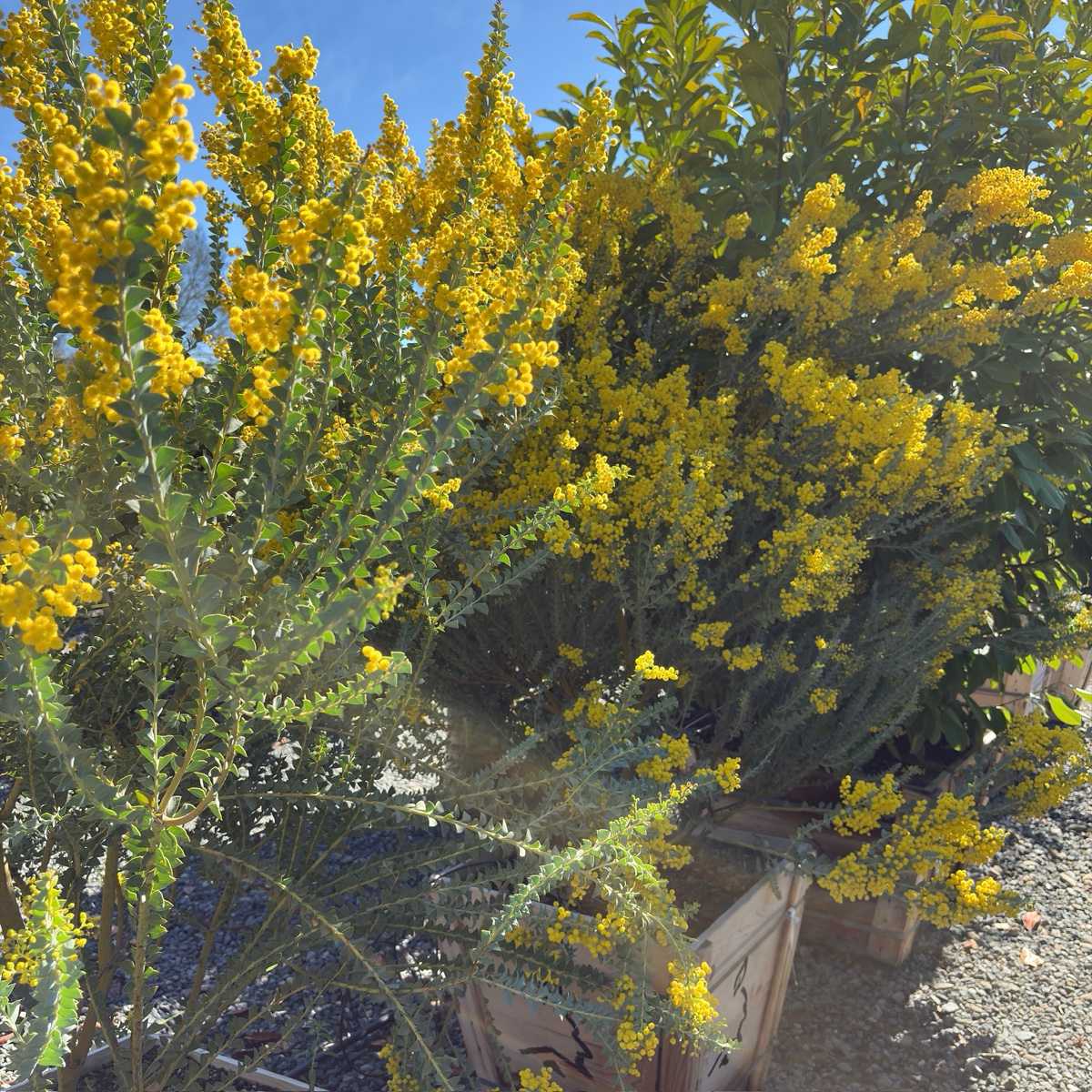 Knifeleaf Acacia