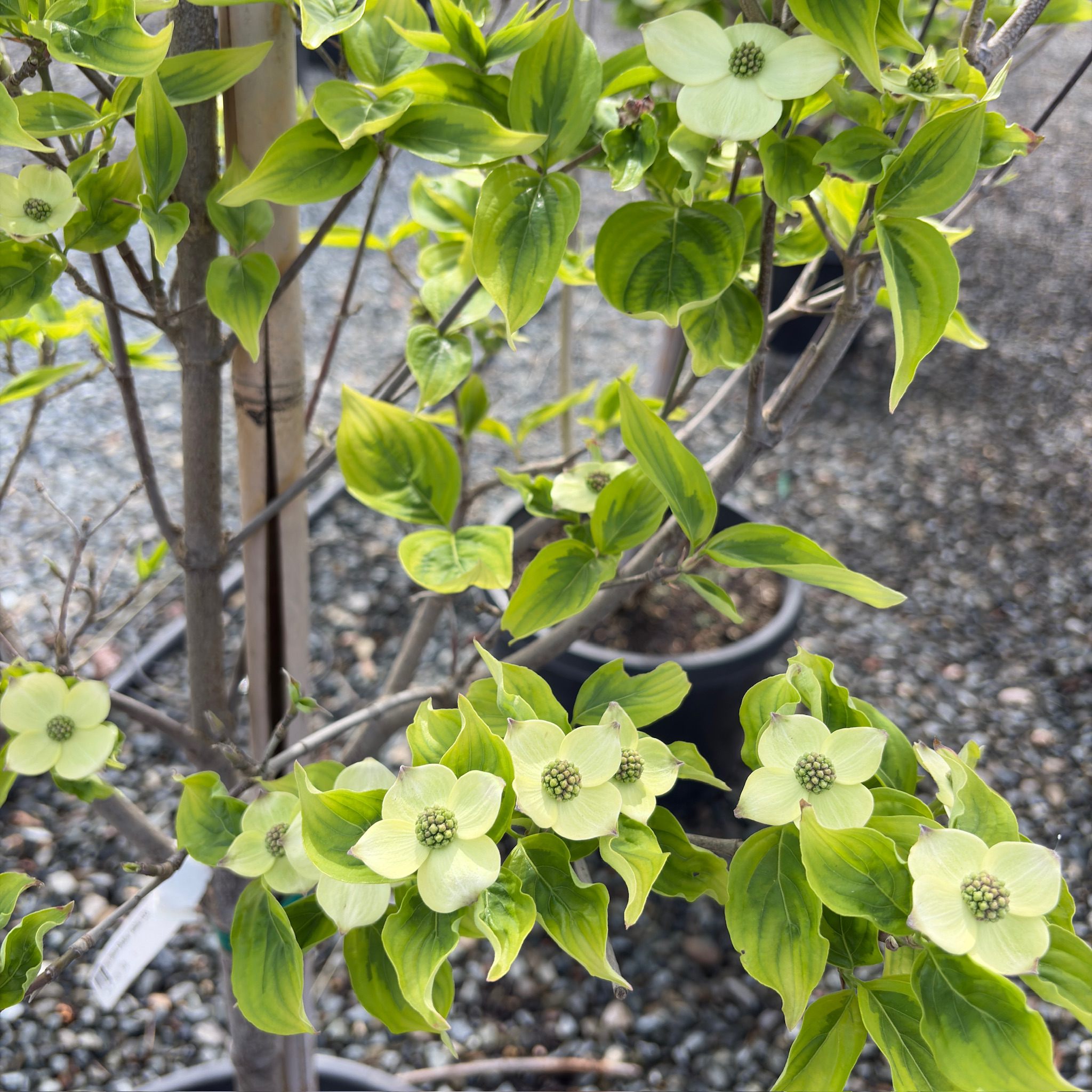 Celestial Shadow Dogwood