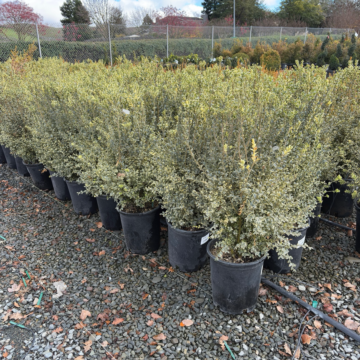 Variegated Common Boxwood