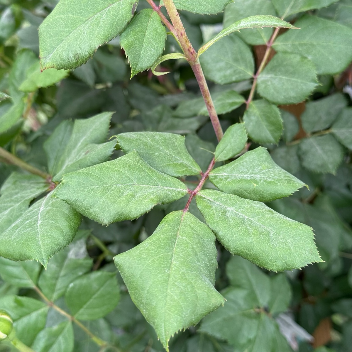 Lady of Shalott David Austin Rose
