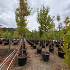 Bradford Callery Pear