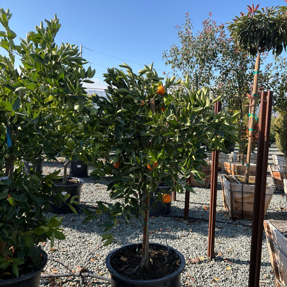 Tahoe Gold Mandarin Tree