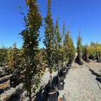 Frans Fontaine Columnar European Hornbeam