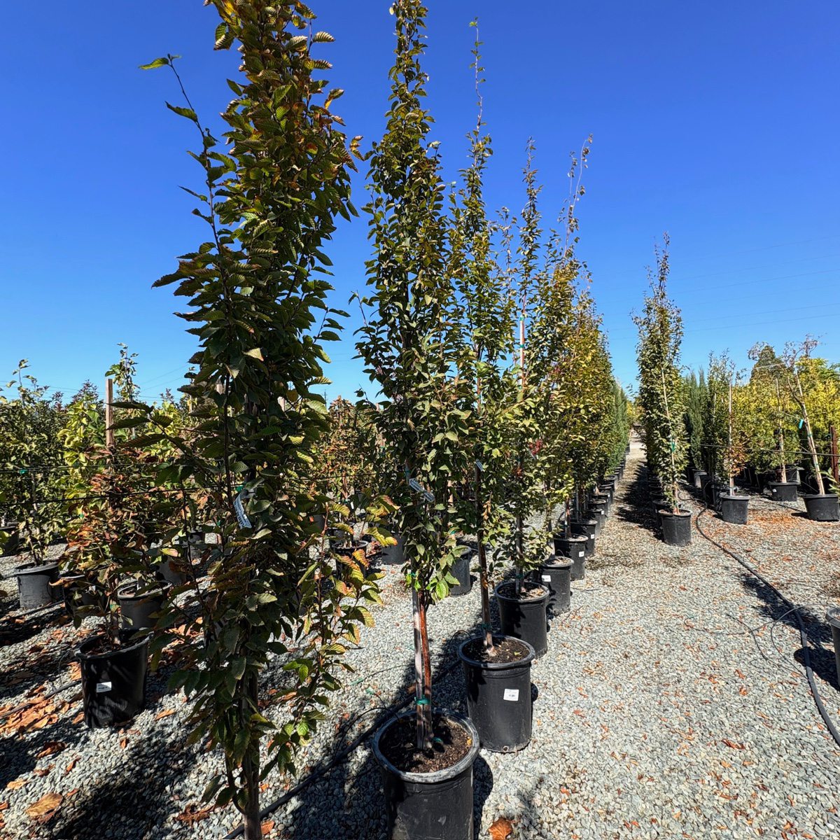 Frans Fontaine Columnar European Hornbeam