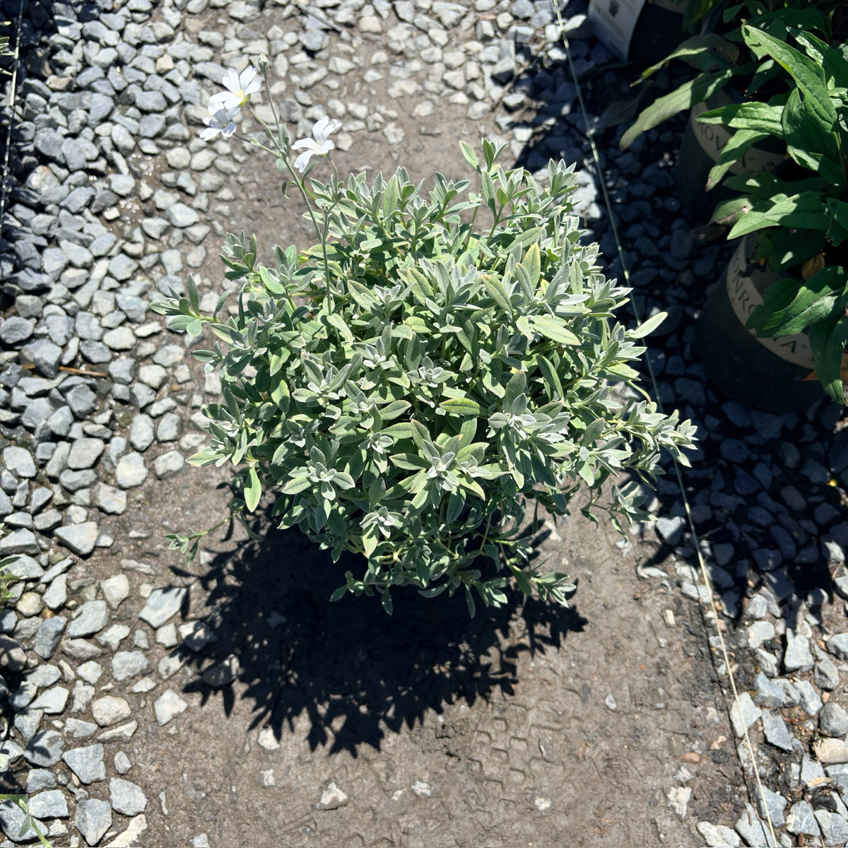 Snow-In-Summer