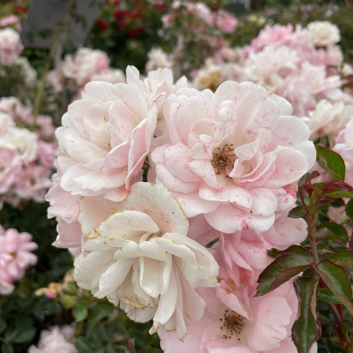 Bonica Rose