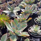 Fire and Ice Echeveria