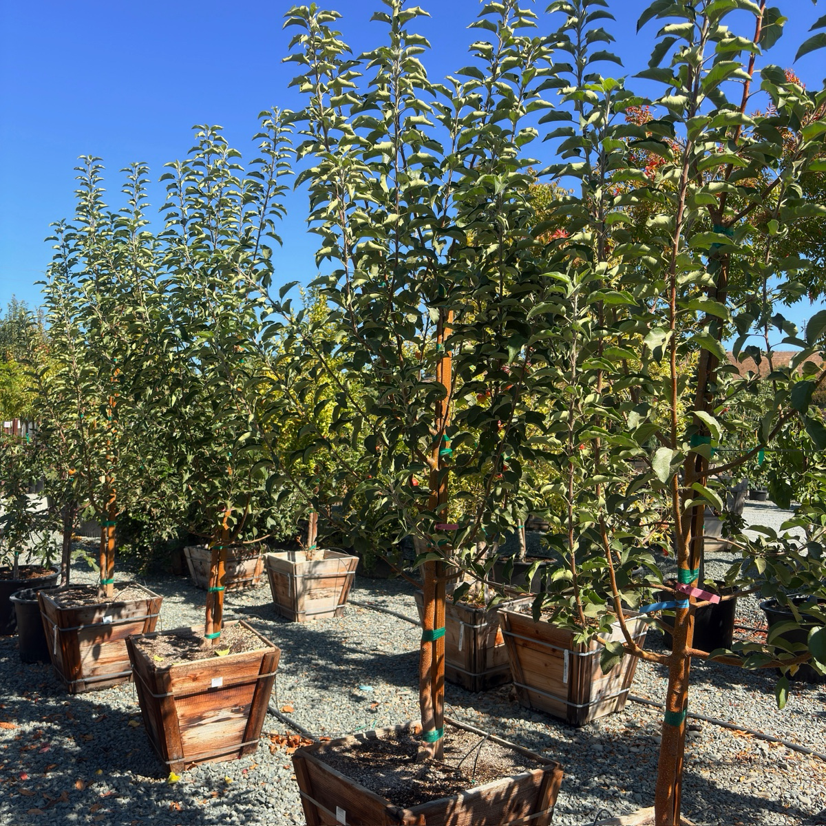 Fuji Apple Tree