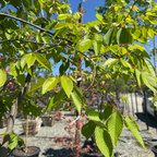 Village Green Japanese Zelkova