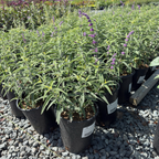 Santa Barbara Mexican Bush Sage