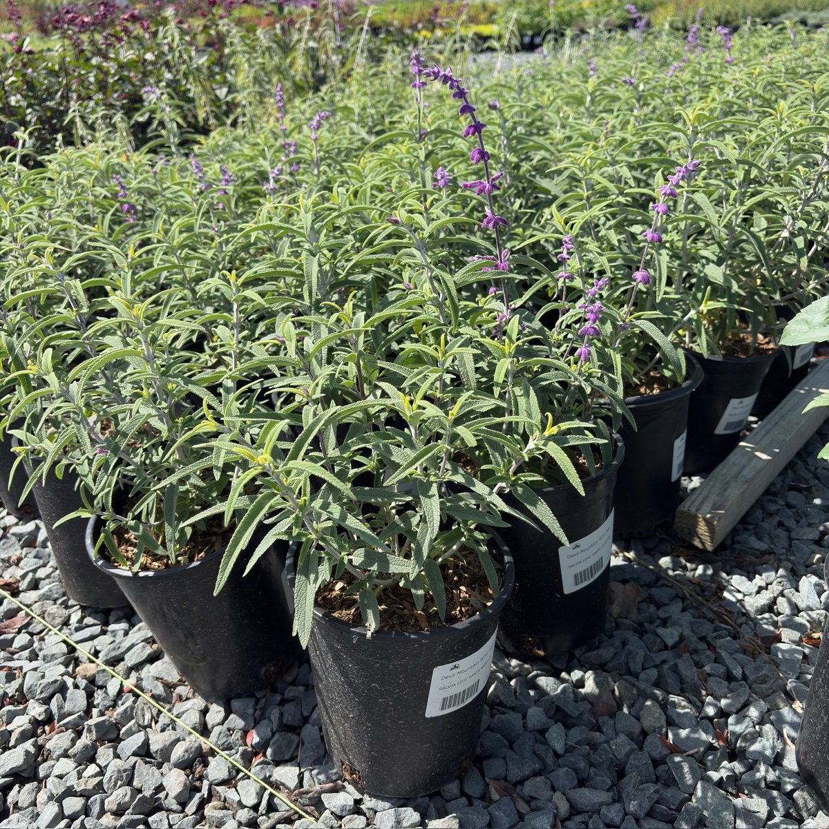 Santa Barbara Mexican Bush Sage