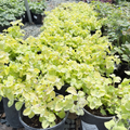 Limelight Licorice Plant