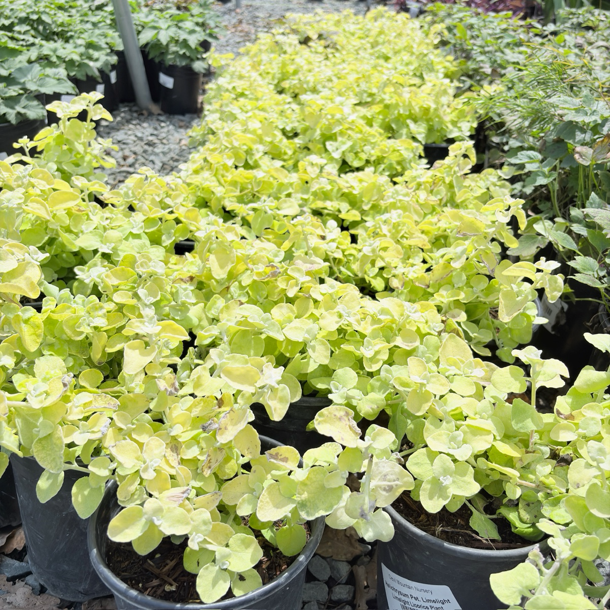 Limelight Licorice Plant