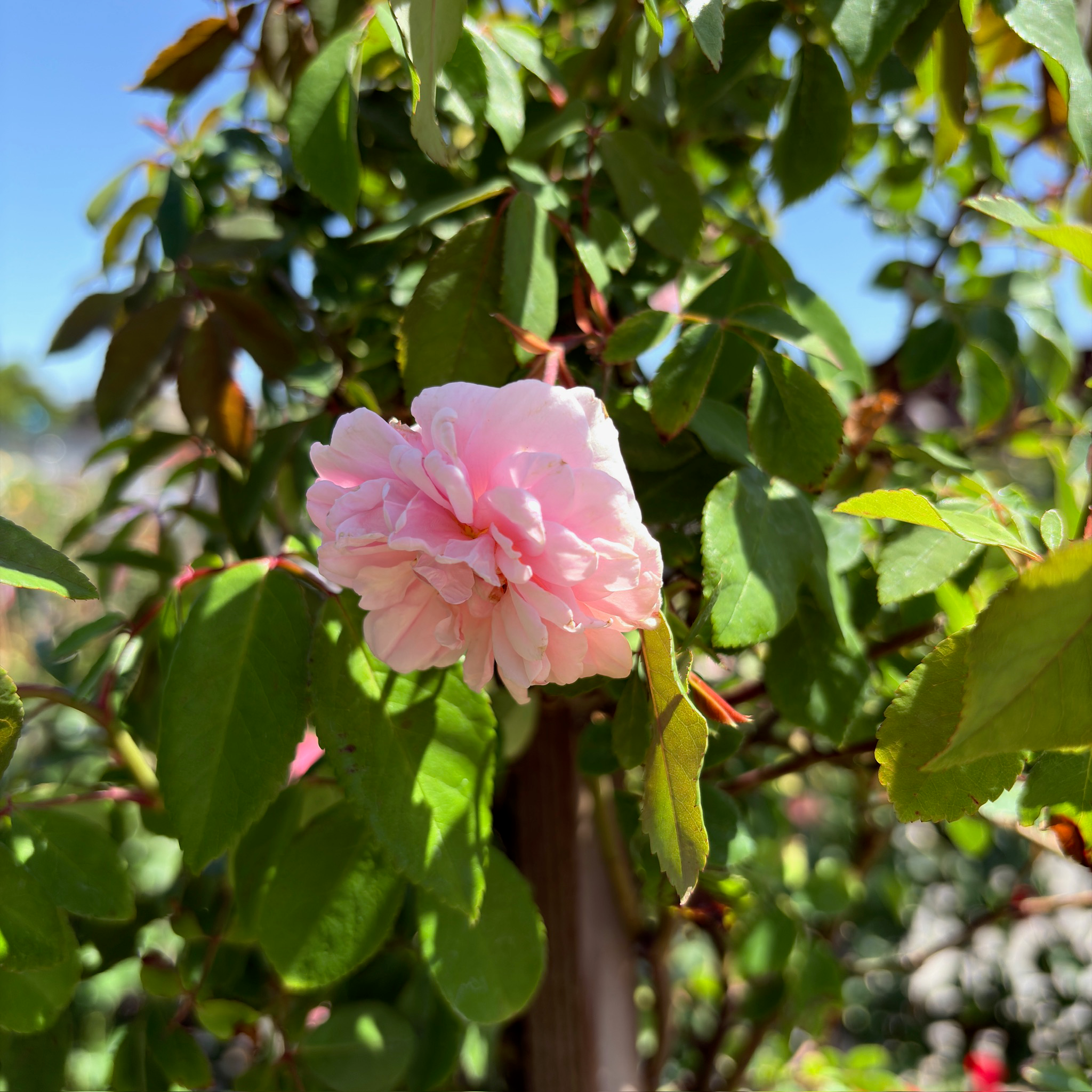 Cecile Brunner Climbing Rose