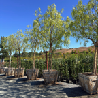 California Pepper Tree