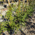 Goji Berry
