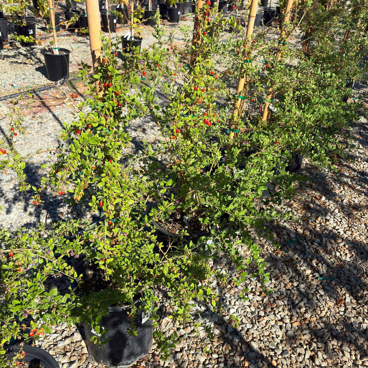 Goji Berry