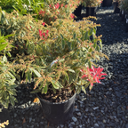 Flaming Silver Japanese Andromeda
