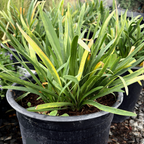 1 gallon sized Potted Queen Anne Lily of the Nile with green leaves in a garden setting