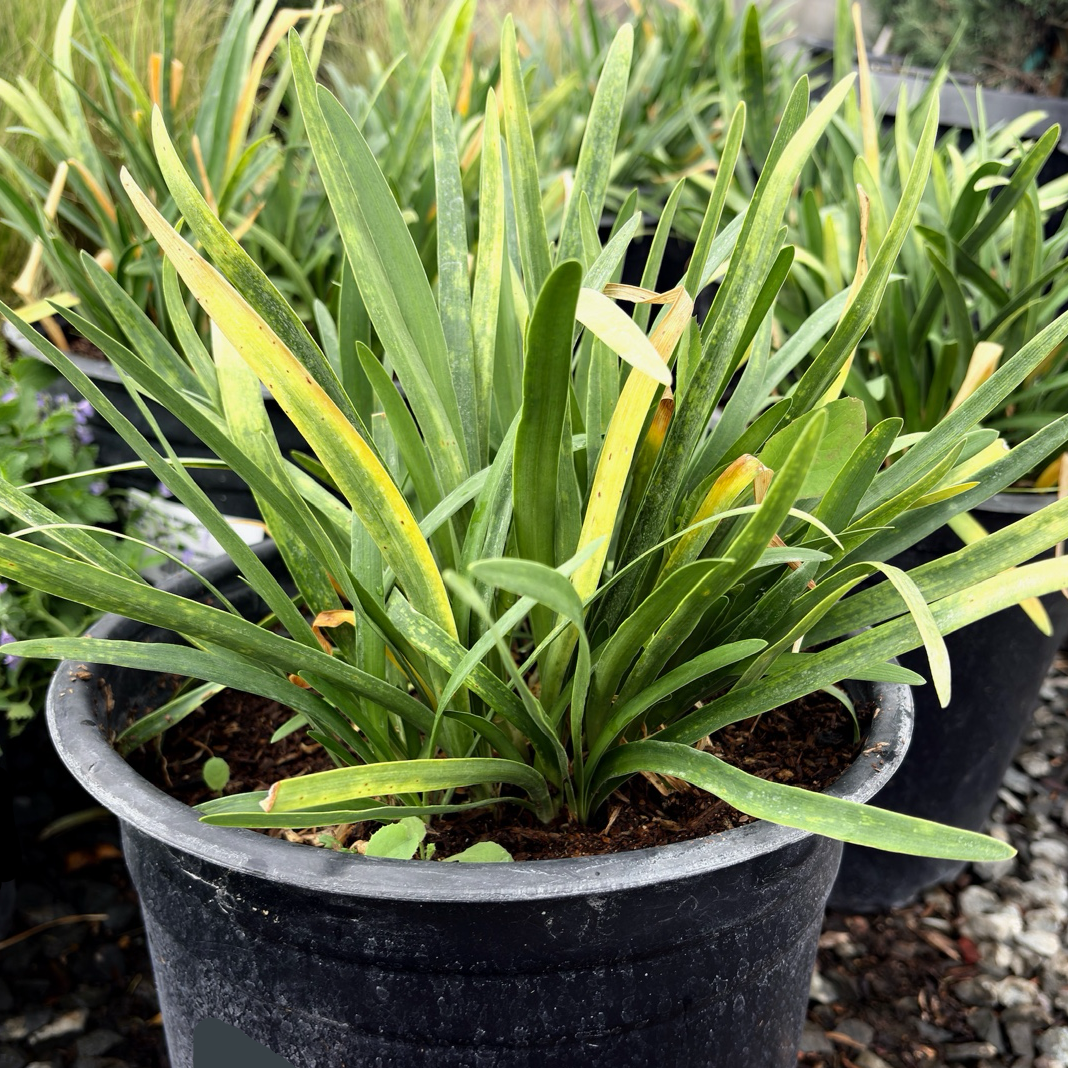 1 gallon sized Potted Queen Anne Lily of the Nile with green leaves in a garden setting
