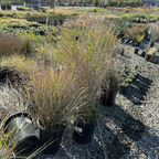Canyon Prince Lyme Grass