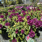 Polarnacht, Polar Night Rhododendron