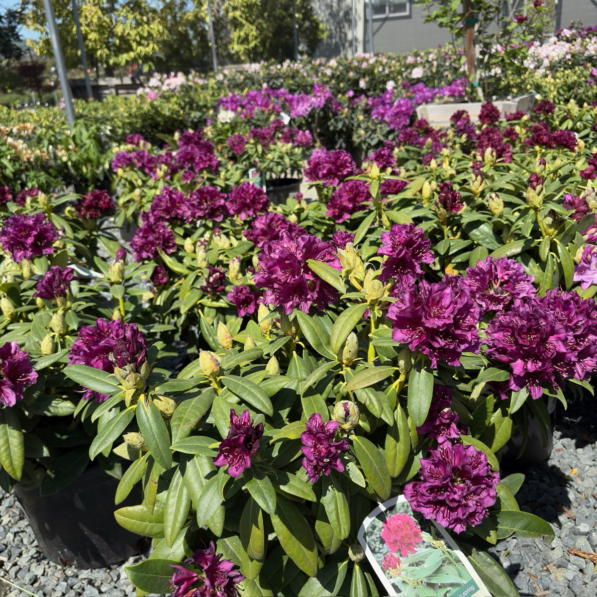 Polarnacht, Polar Night Rhododendron