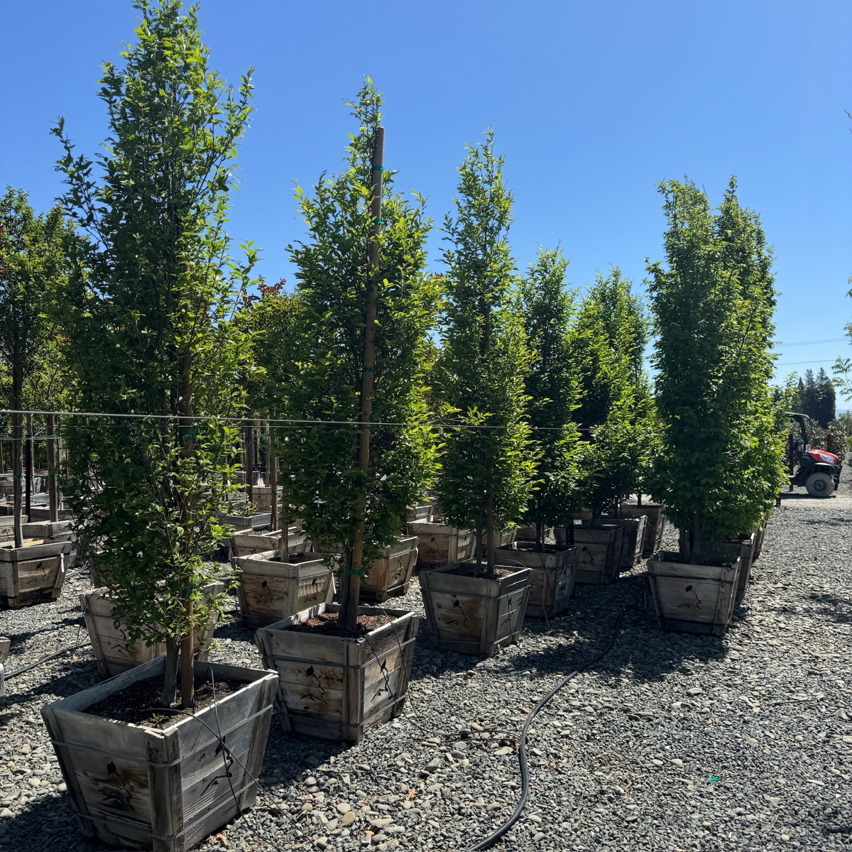 Upright European Hornbeam