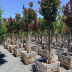 Dynamite Crape Myrtle