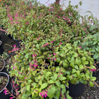 Chiapas Sage