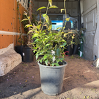 Angel Wing Jasmine