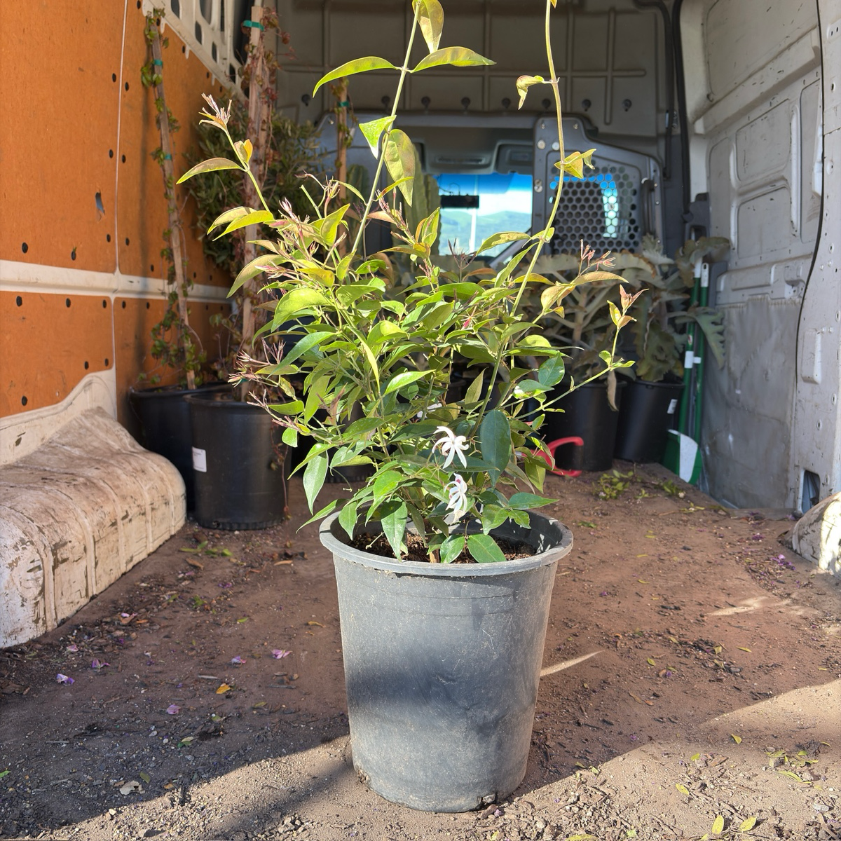 Angel Wing Jasmine