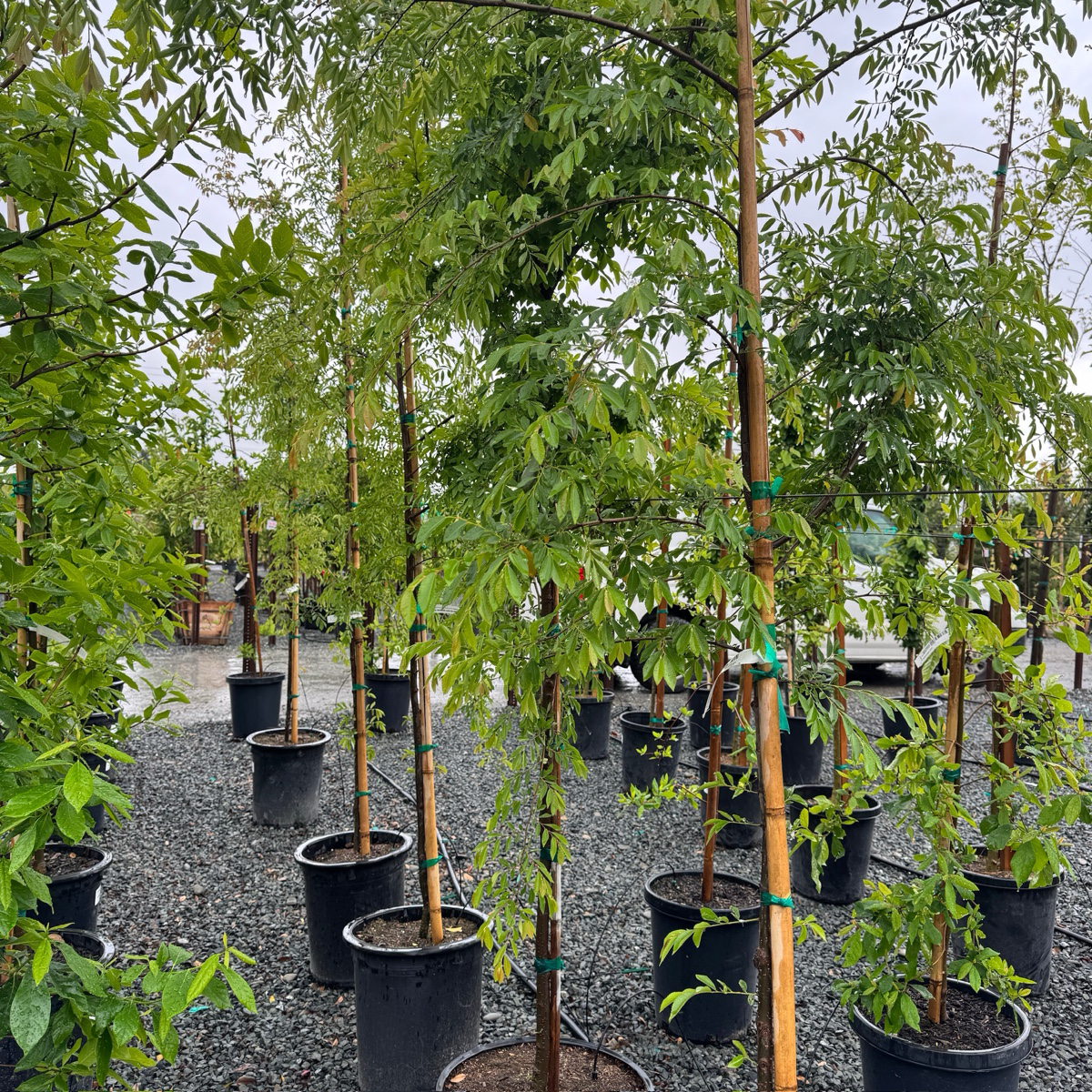 True Green Chinese Elm