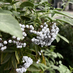 Mexican Elderberry
