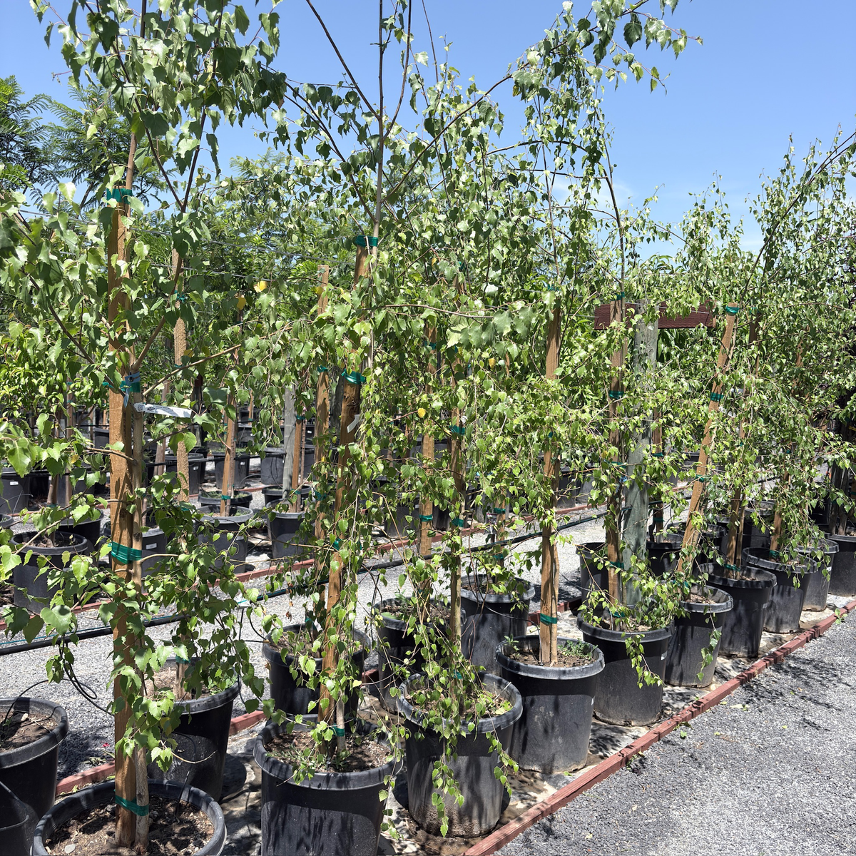 European White Birch