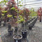 Eddie’s White Wonder Dogwood