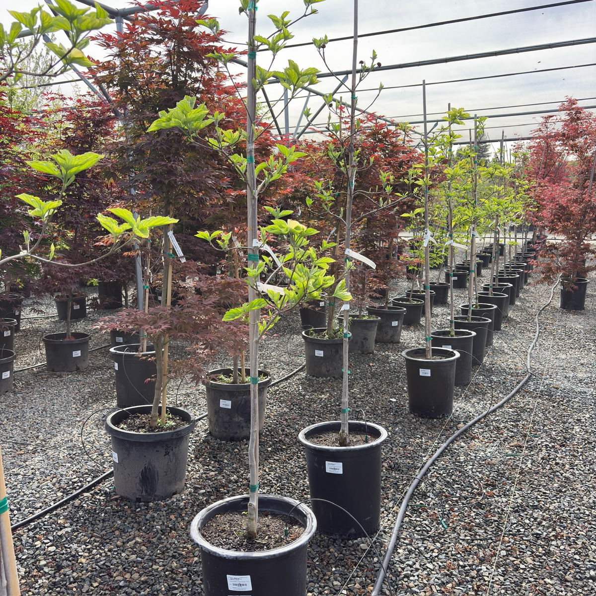 Eddie’s White Wonder Dogwood