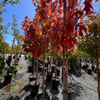 Autumn Blaze Red Maple
