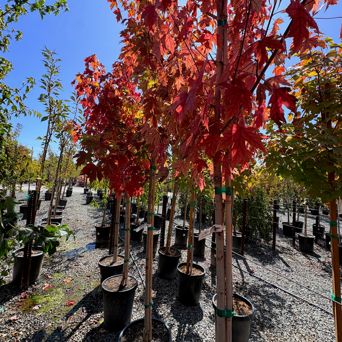 Autumn Blaze Red Maple