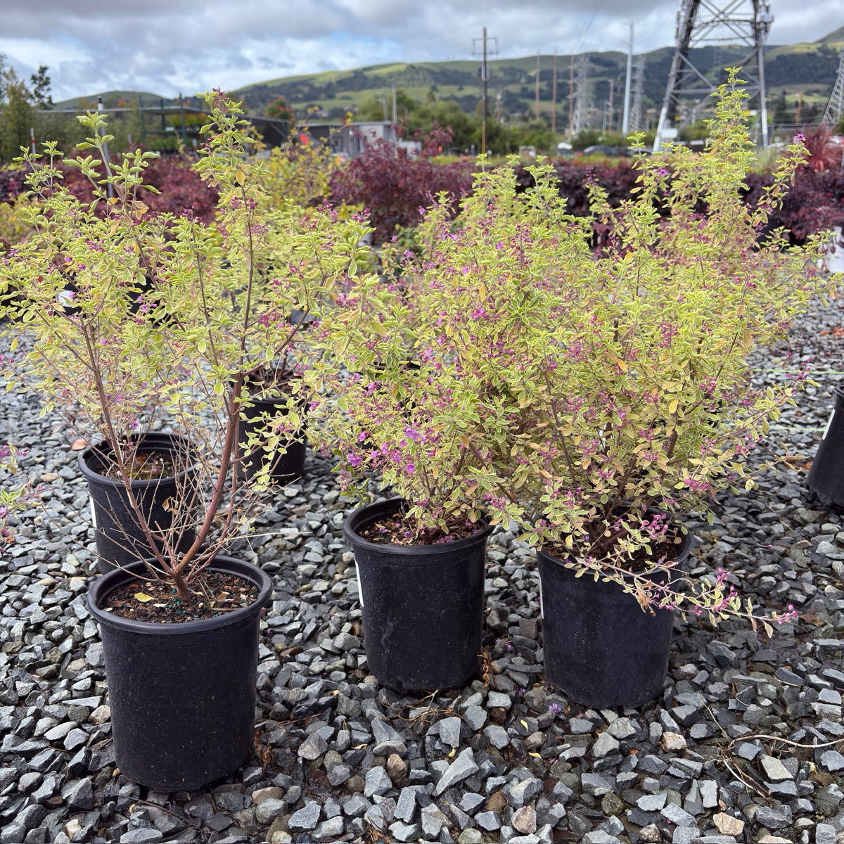 Variegated Mint Bush